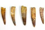 Lot: to Bargain Spinosaurus Teeth - Pieces #141497-1